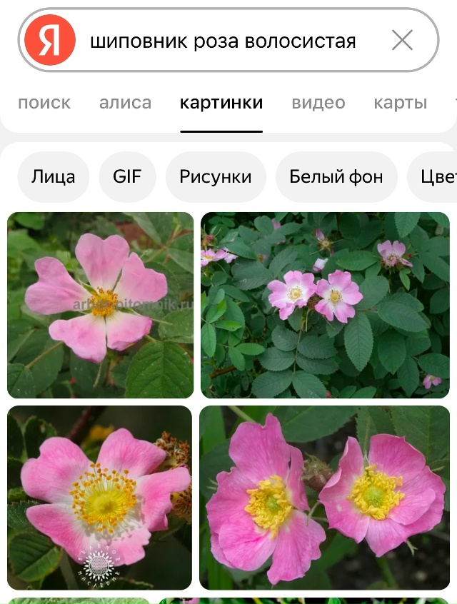 Анонимно. Средь бела дня товарищ просто подъехал , откр...