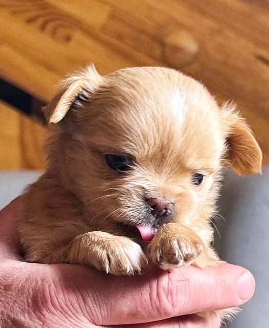 ? Щенки Чихуахуа — 1 месяц, отличные крови ?
Предлаг?...