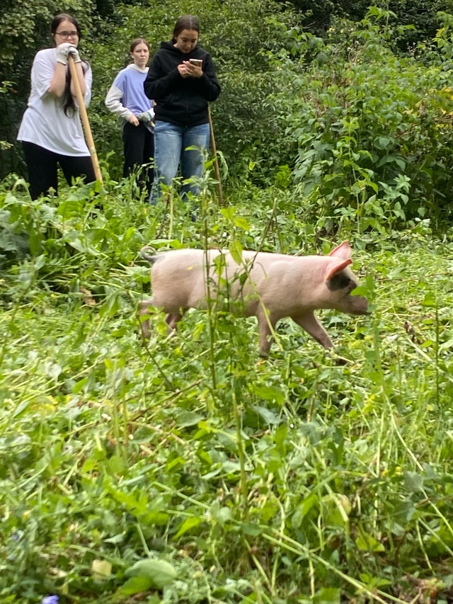 В огороде БМФК нашли поросенка 🐷🐽