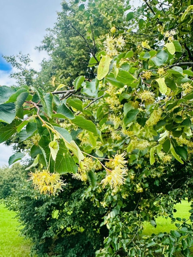 Сочные кадры из усадьбы Горки Ленинские ?