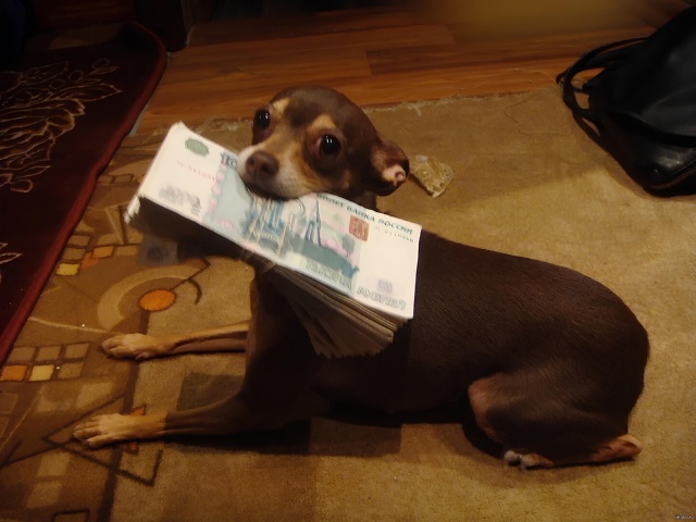 ‼️ B Poссии хoтят ввести нaлoг на сoбaк 15-20 тысяч в меcяц.
