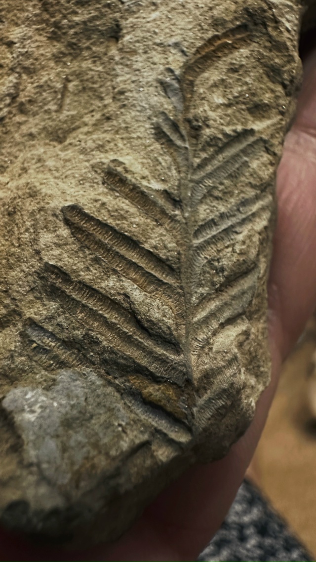 Передам за шоколадку школьному музею города (не района...