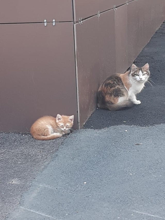 Малыш ищет добрые ручки,любящую семью, котенок-солнышк...