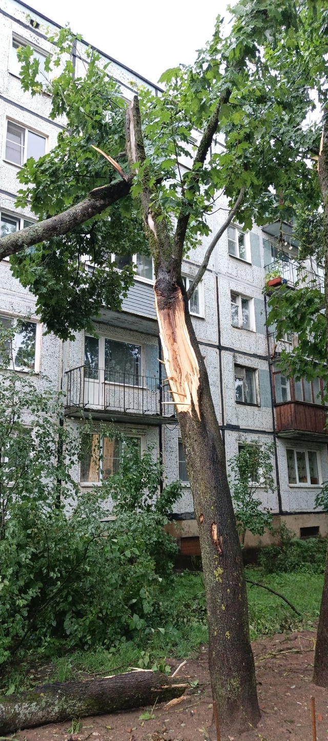Молния срубила дерево ?