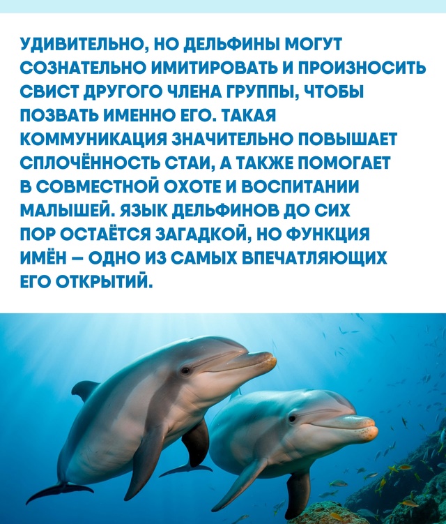 То, как дельфины выбирают и используют свои звуковые «?...