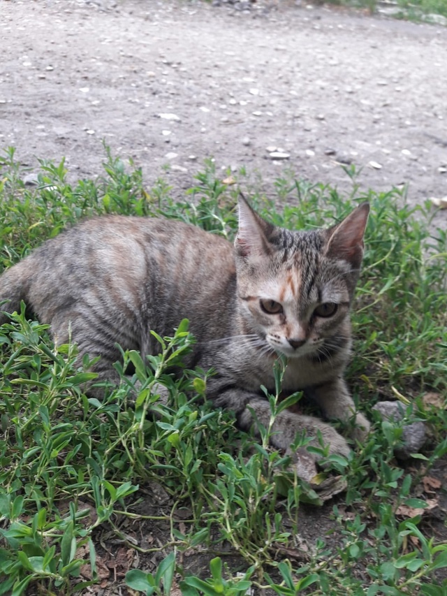 Котёнок ищет дом. Очень ласковая девочка, возраст 3 мес...