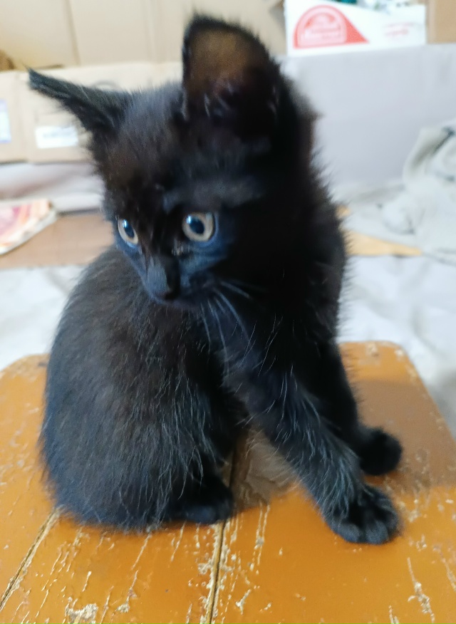 Бородино. Пристраивается котенок - девочка Возраст мес...