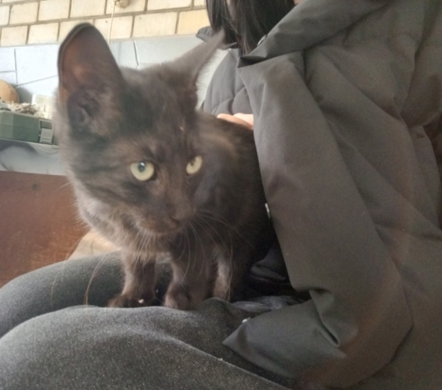 нашли потеряшку на Керченской улице
Котёнок ухоженны?...