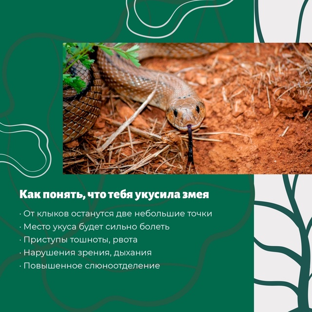 Ос-с-с-торожно на прогулке!
В теплые летние дни в Югре ...