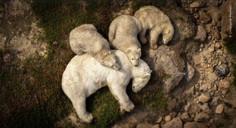 📸 Посмотрите на финалистов конкурса «Фотограф дикой природы года»
Музей естествознания Лондона объя