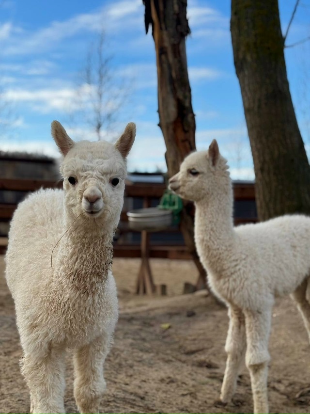 😌 Немного полюбуемся на этих пушистиков из Белого кол...