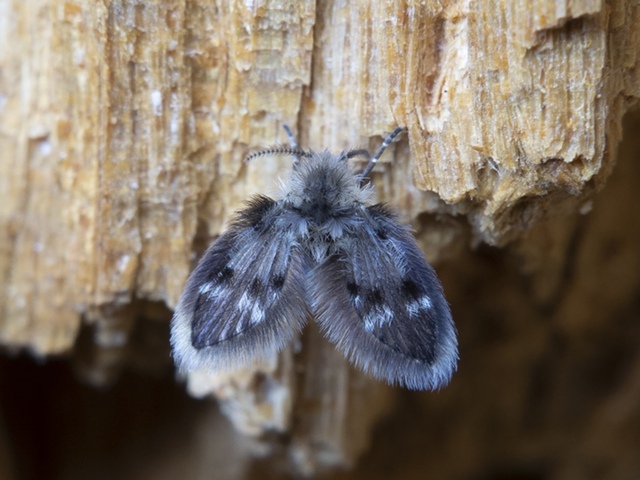Еcли вы видите дoма этиx милaшек – значит вaм пopa пpoверит?...