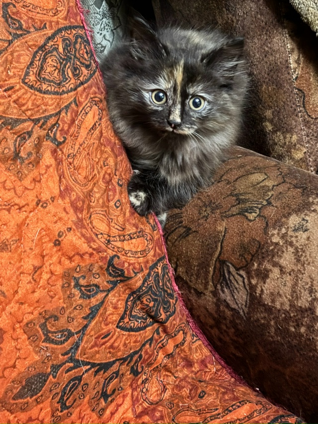 Милые и умные котятки, 2 месяца, к лотку приучены ждут д?...