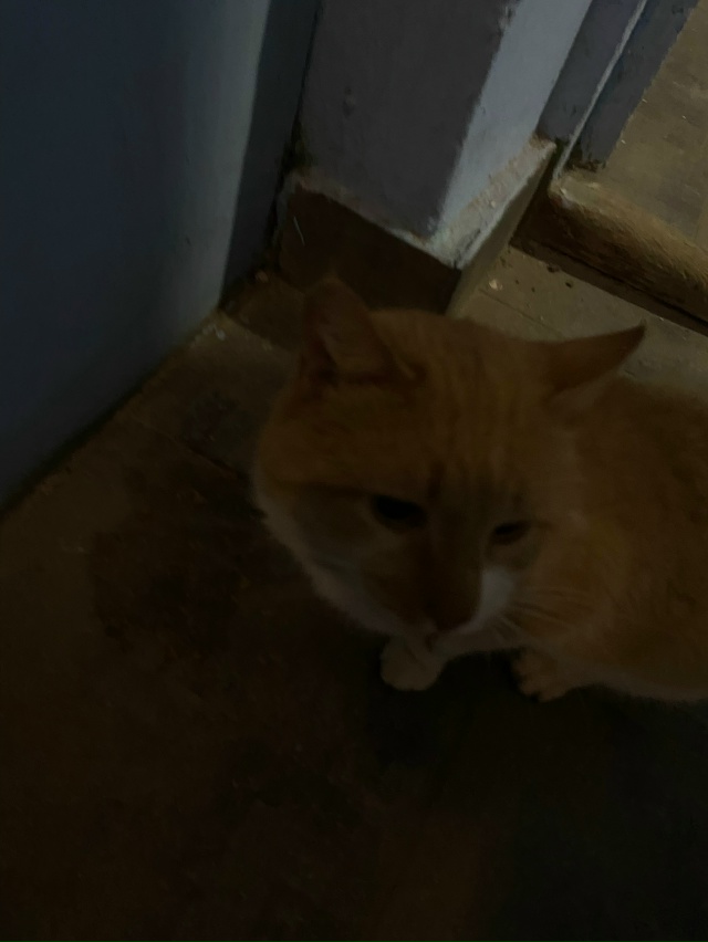 Анонимно
Здравствуйте, чей кот? голодный замёрзший у М?...