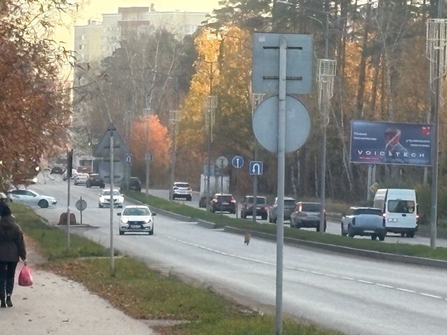 Потерялся щенок!
Сегодня утром видели его бегущего по ?...