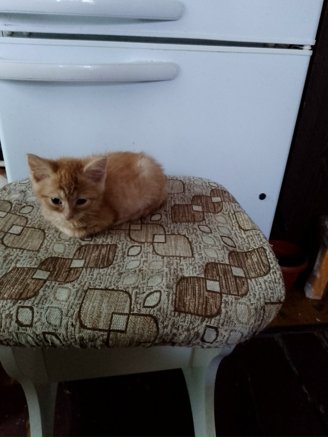 Отдам котенка в добрые руки к лотку приучен 89200751376