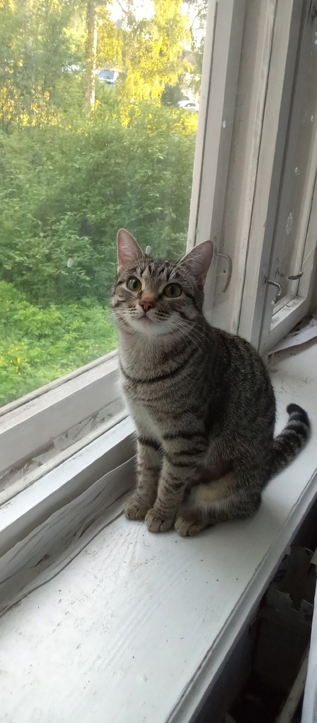 ‼️Кошечки ищут 🏡 ‼️ находятся в кожанах.
Кушают вс?...