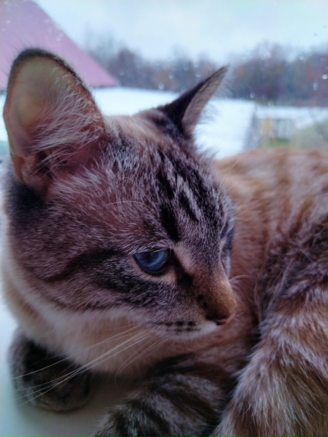 Кот Арбуз 🐈🍉