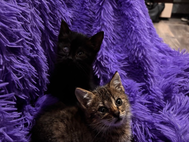 Добрый день. Возле 7 дома 12 квартала кошка окотилась в о...