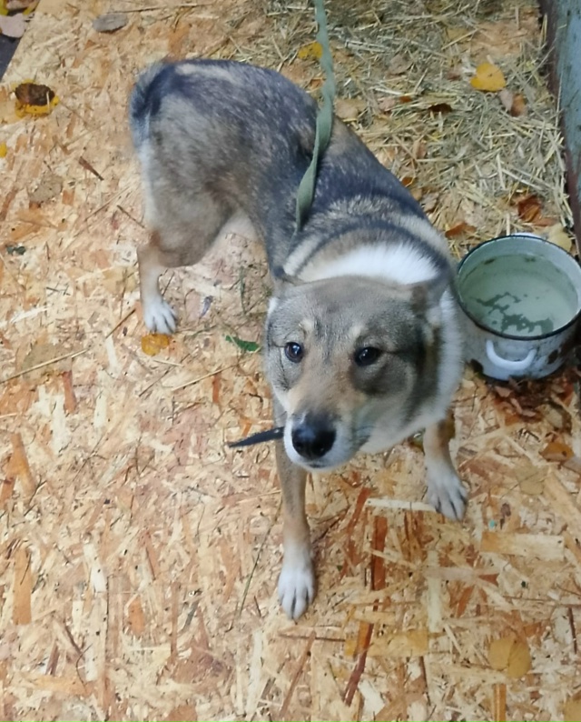 Пропала собака в районе деревни Починки тел. +7 908 151-05-00