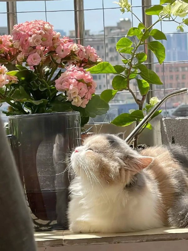 Фотосинтезируем