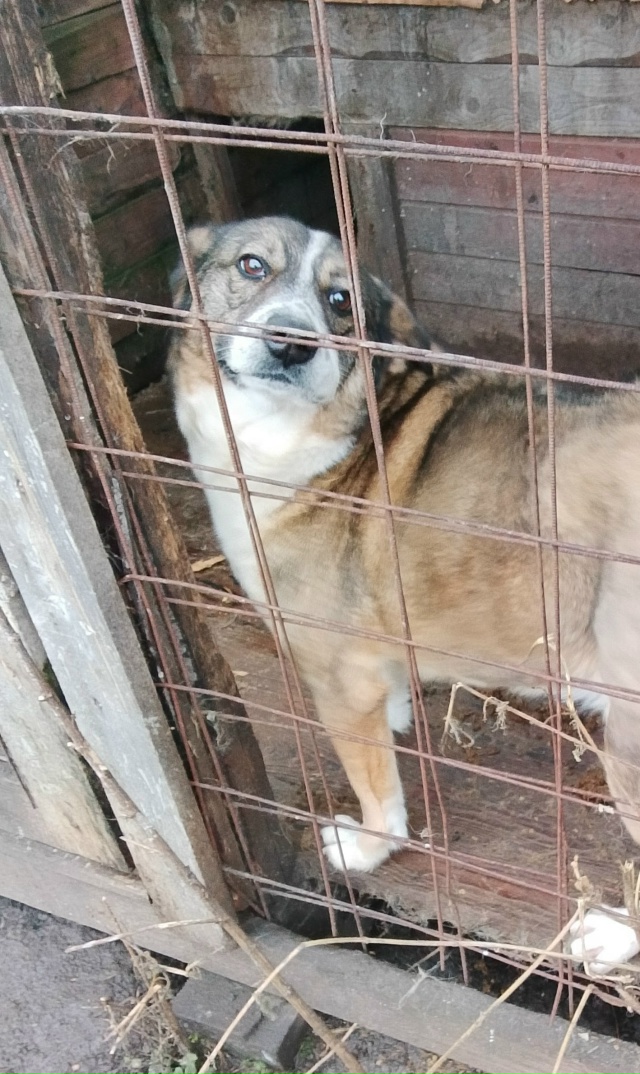 Очень нужна помощь с погашением долга Ноева ковчега! В ...