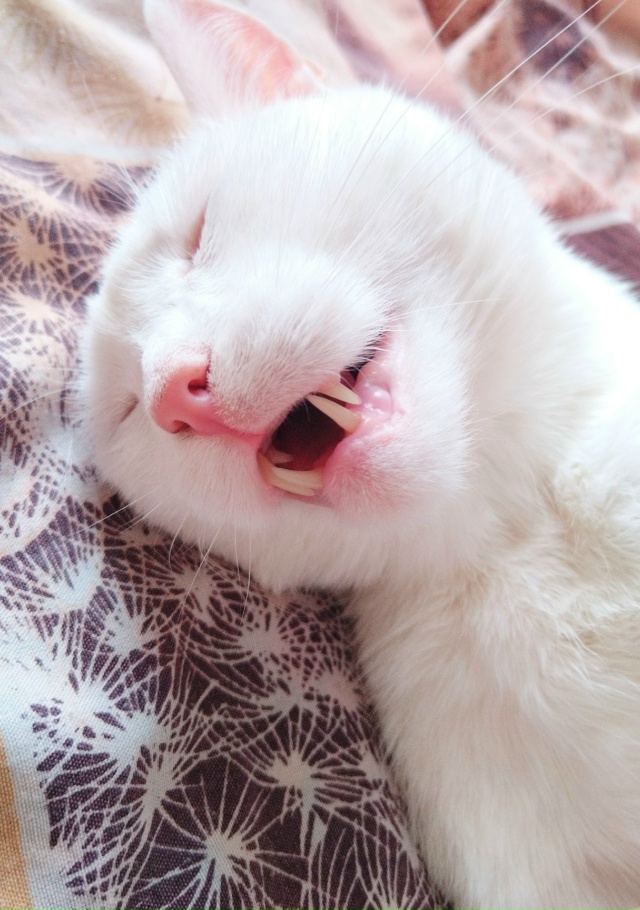 Симба. Спят усталые игрушки😴