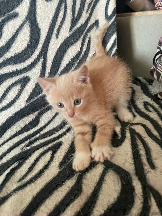 Всем приятных выходных!!! Милые, умные, игривые шалуниш?...