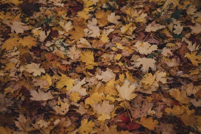 Осенние фотоэтюды