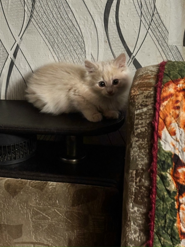 2 месячный котик, персик 🍑, к лотку приучен (в газетки), ...