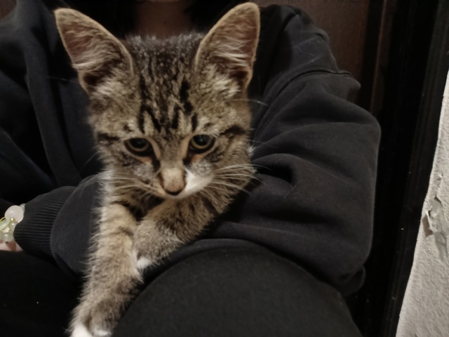 Найден кот
Возраст ±2 месяца, абсолютно ручной, ласковы...