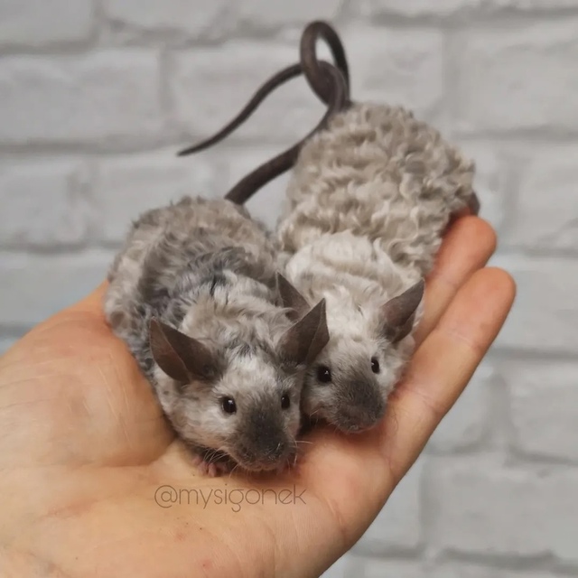 Кучеряшки