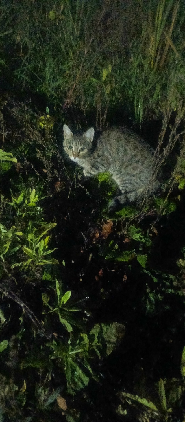 Никто кота не терял?