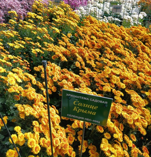Никитский Ботанический сад
Бал Хризантем 2025г
Фото: Ко?...