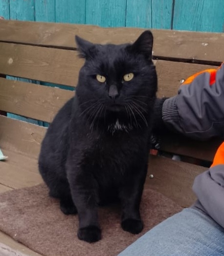 ВНИМАНИЕ‼️ПОМОГИТЕ НАЙТИ КОТИКА 🙏
Потерялся котик у...