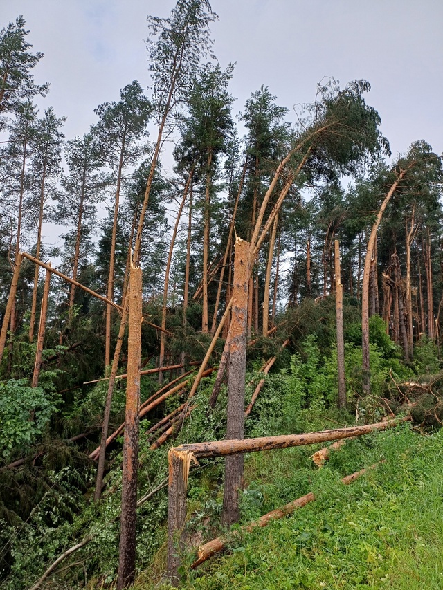 Лесоповал после урагана в районе р.Наплотинки-Спара.
