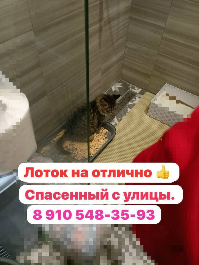 КИРОВ. КАЛУЖСКОЙ ОБЛ. 🆘 Серенький 2-3 мес. Доставка. Оче?...