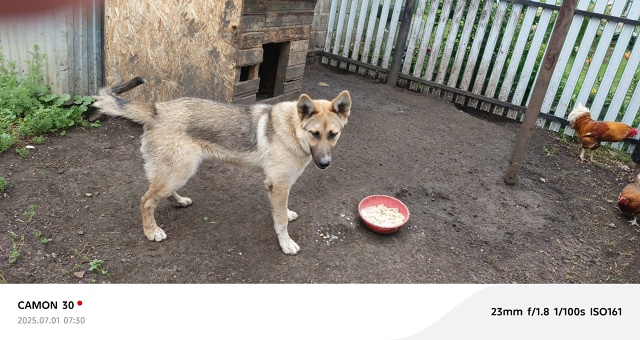 Отдам в добрые руки бесплатно, овчарка щенок 10 месяцев,...
