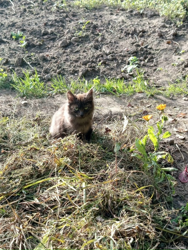 Срочно!!! Котята выживают на дачах,наступают холода им ?...