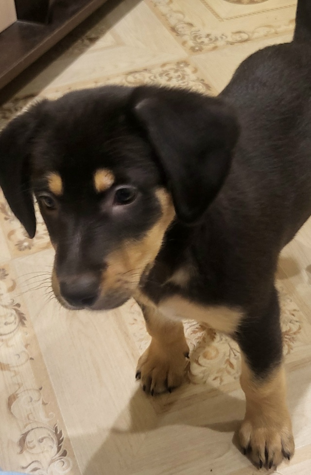 В районе Руси найден щенок. Хозяин отзовись!
89157941852