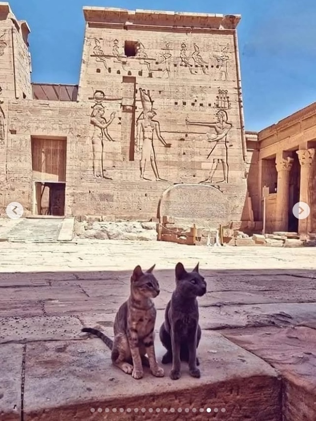 В Древнем Египте кошка была не просто домашним животны...