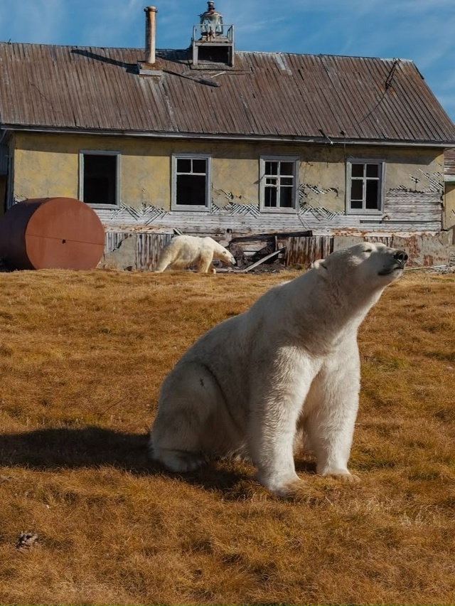 Медвежьи дачи на Колючинском острове
Когда люди поки...