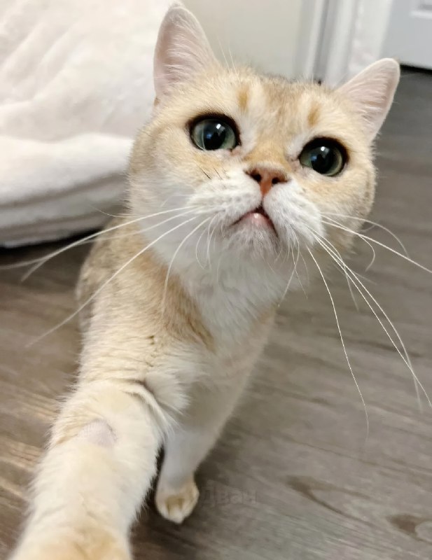 Тян показала свою кошку, у которой от природы такие ровные стрелки, будто глаза реально накрашены по