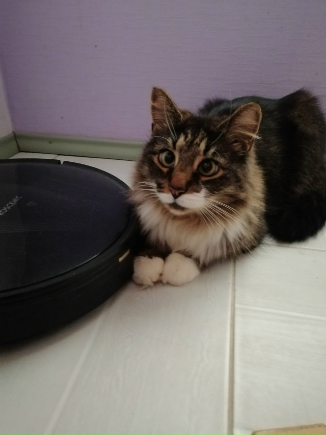 Мои любимые ребятушки!
Бесподобные котики и собачки!
?...