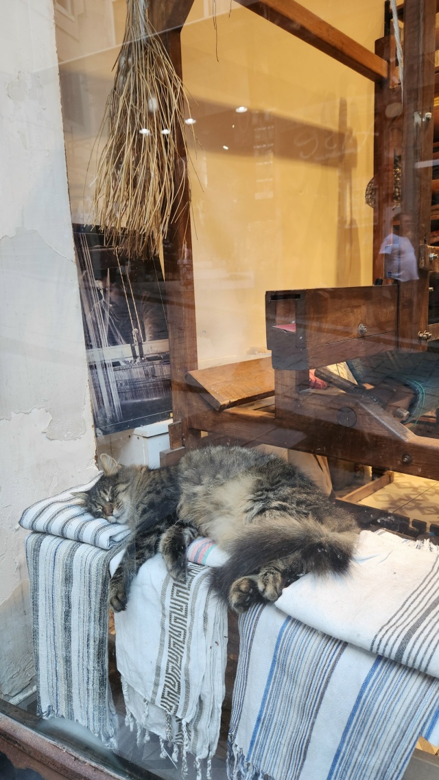 Котики Стамбула