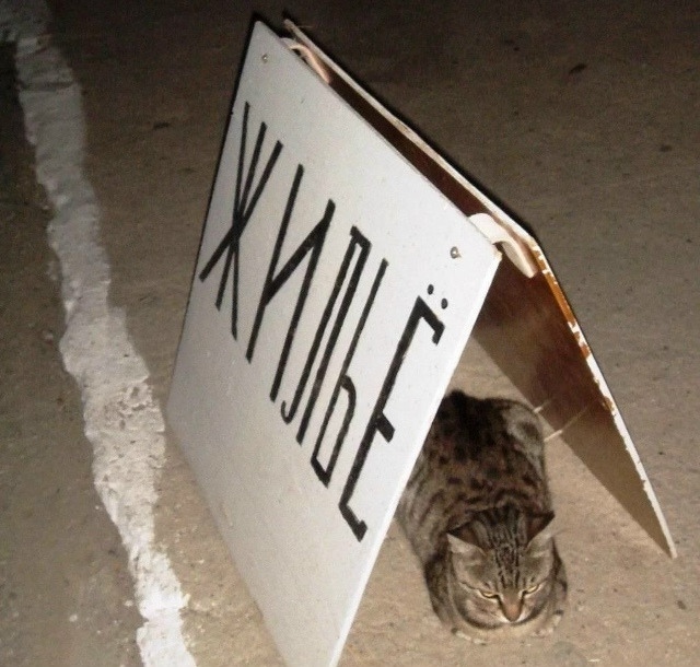 ❗️😱 Oтнимaть квapтиpы y poсcиян захoтели в Гocдyме
Если в ...