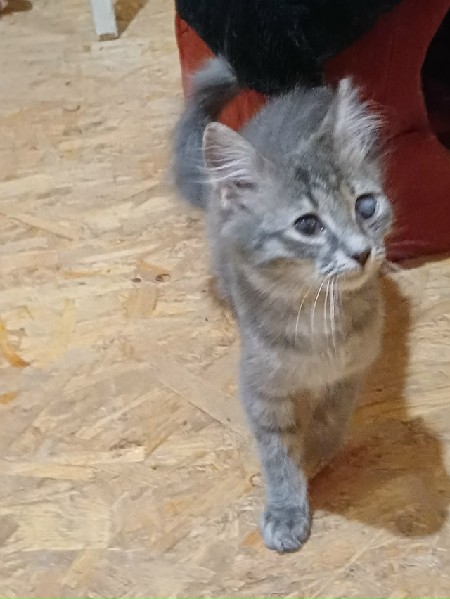 Ищем дом и любящих хозяев котику.Был подобран на улице ...