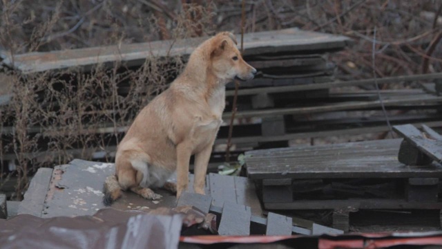 🐕 «Деньги выделяются, отлов не производится»: мэр Уфы ...