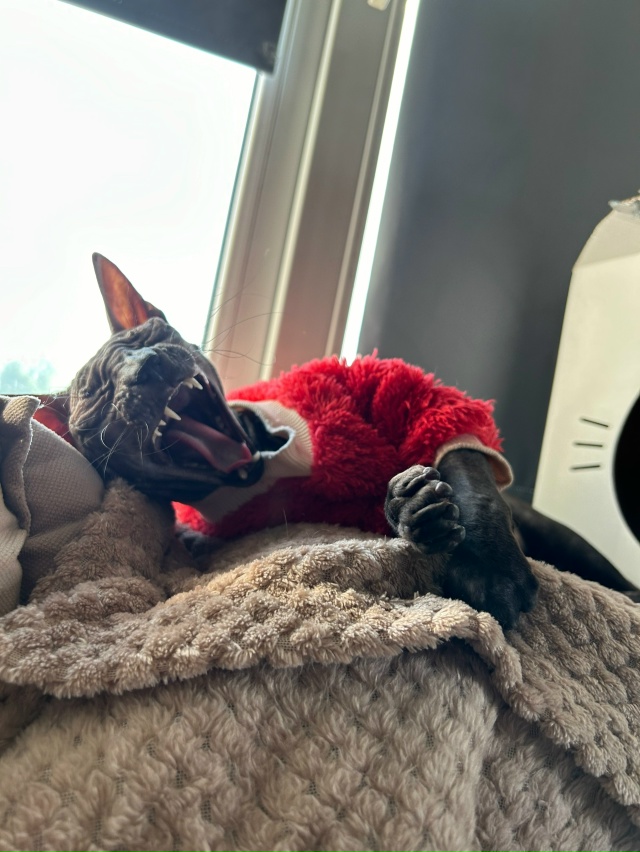 Симба и его Альтер эго 🤭