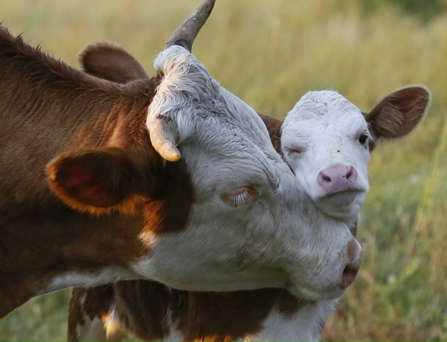 Интересно много ли в Кунгуре вегетарианцев? анонимно